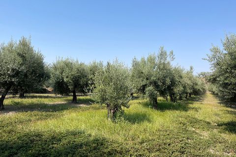 Landejendom i Tabernas, Almeria, Tabernas - € 275.000 | Ref: CAL438-25 - foto 49