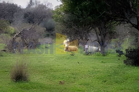 Landejendom i Albufeira, Faro, Albufeira - € 2.500.000 | Ref: FHCM3004 - foto 10