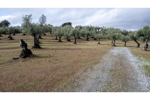 Landejendom i Crato, Portalegre, Crato - € 990.000 | Ref: TGFHAT2419 - foto 14