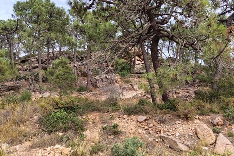 Terra a Segart, Valencia, Segart - € 17.500 | Ref: EXP11085/8930 - foto 6