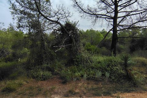 Terra a Segart, Valencia, Segart - € 17.500 | Ref: EXP11085/8930 - foto 8