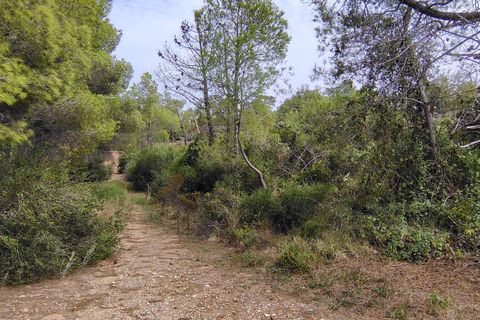 Terra a Segart, Valencia, Segart - € 17.500 | Ref: EXP11085/8930 - foto 9
