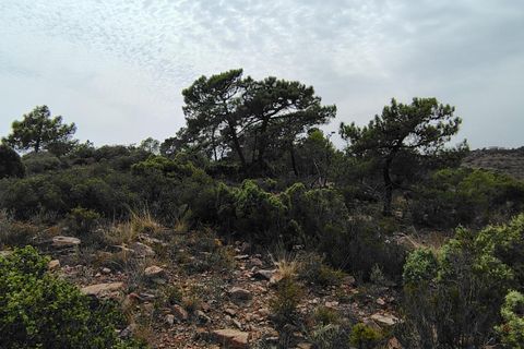 Terra a Segart, Valencia, Segart - € 17.500 | Ref: EXP11085/8930 - foto 15