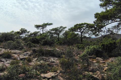Terra a Segart, Valencia, Segart - € 17.500 | Ref: EXP11085/8930 - foto 16