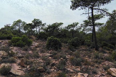 Terra a Segart, Valencia, Segart - € 17.500 | Ref: EXP11085/8930 - foto 18