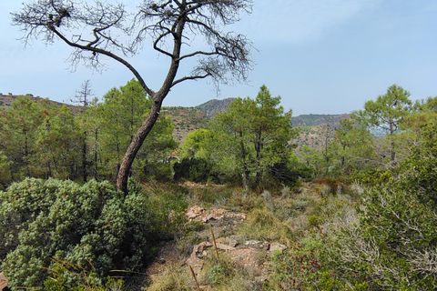 Terra a Segart, Valencia, Segart - € 17.500 | Ref: EXP11085/8930 - foto 26