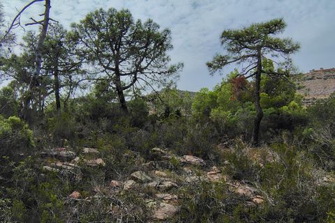 Terra a Segart, Valencia, Segart - € 17.500 | Ref: EXP11085/8930 - foto 32