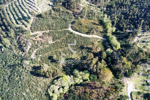Terra a Ponte de Lima, Viana do Castelo, Ponte de Lima - € 35.000 | Ref: AV6474 - foto 17