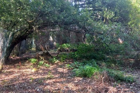 Helårsgrund i Valenca, Viana do Castelo, Valenca - € 32.000 | Ref: SF-SAFTI:007181 - foto 6