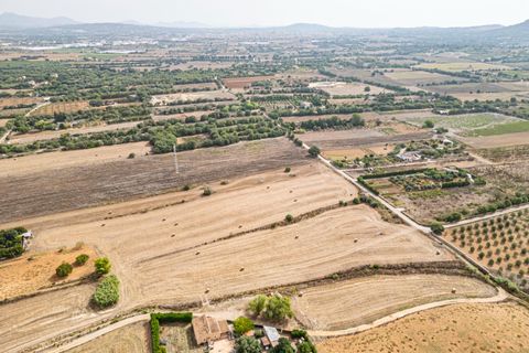 Terra a Manacor, Mallorca, Manacor - € 145.000 | Ref: 05EVML018/3010 - foto 6