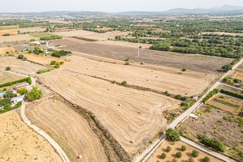 Terra a Manacor, Mallorca, Manacor - € 145.000 | Ref: 05EVML018/3010 - foto 14