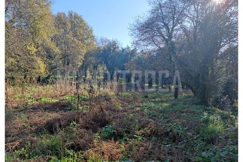 Farm i Fafe, Braga, Fafe - € 770.000 | Ref: 3363 - foto 11