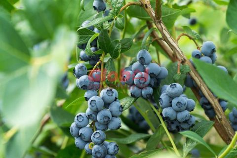 Farm i Mangualde, Viseu, Mangualde - € 120.000 | Ref: 189222026 - foto 3