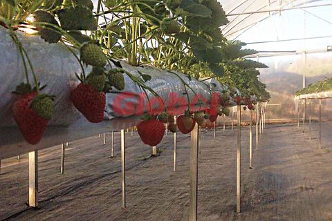 Farm i Mangualde, Viseu, Mangualde - € 120.000 | Ref: 189222026 - foto 5