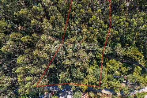 Helårsgrund i Ponte de Lima, Viana do Castelo, Ponte de Lima - € 12.000 | Ref: 01-3672 - foto 4