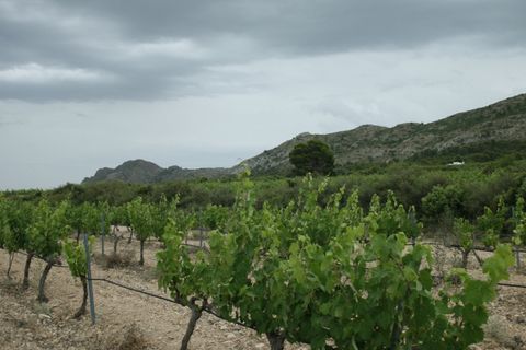 Villa i Yecla, Murcia, Yecla - € 800.000 | Ref: CSPN-85382 - foto 15