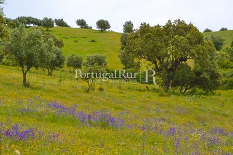Landejendom i Avis, Portalegre, Avis - € 1.080.000 | Ref: FG293 - foto 23