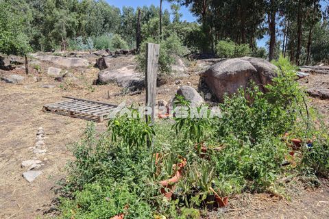 Farm i Castelo Branco, Castelo Branco, Castelo Branco - € 59.500 | Ref: PP4608 - foto 16
