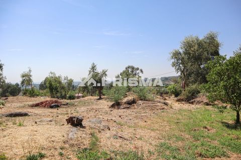 Farm i Castelo Branco, Castelo Branco, Castelo Branco - € 59.500 | Ref: PP4608 - foto 24