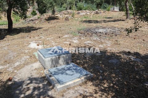 Farm i Castelo Branco, Castelo Branco, Castelo Branco - € 59.500 | Ref: PP4608 - foto 14