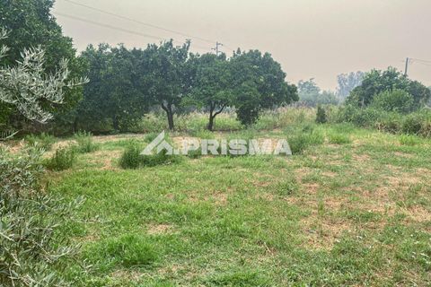 Rækkehus i Fundao, Castelo Branco, Fundao - € 214.500 | Ref: PP4643 - foto 42