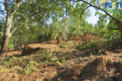 Villa i Serta, Castelo Branco, Serta - € 290.000 | Ref: AA325 - foto 15