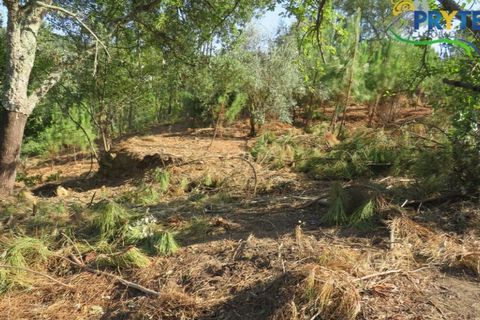 Villa i Serta, Castelo Branco, Serta - € 290.000 | Ref: AA325 - foto 18