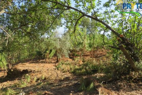 Villa i Serta, Castelo Branco, Serta - € 290.000 | Ref: AA325 - foto 19