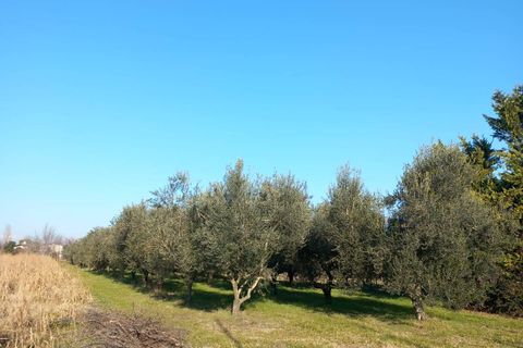 Terra a Staranzano, Gorizia, Staranzano - € 32.000 | Ref: 3040 - foto 3