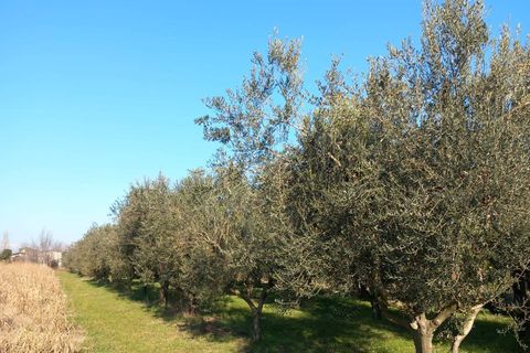 Terra a Staranzano, Gorizia, Staranzano - € 32.000 | Ref: 3040 - foto 4