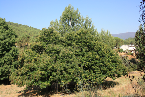 Farm hus i Casegas e Ourondo, Castelo Branco, Casegas e Ourondo - € 255.000 | Ref: C0431-00718 - foto 11