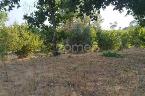 Helårsgrund i Mangualde, Viseu, Mangualde - € 67.500 | Ref: ZMPT580357 - foto 22