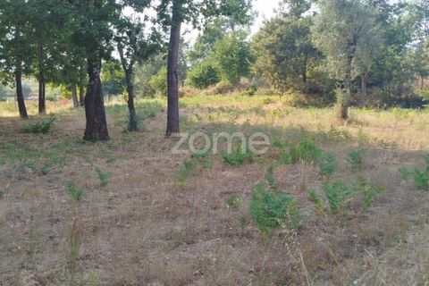 Helårsgrund i Mangualde, Viseu, Mangualde - € 67.500 | Ref: ZMPT580357 - foto 24