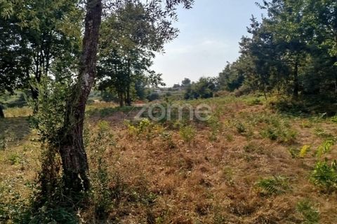 Helårsgrund i Mangualde, Viseu, Mangualde - € 67.500 | Ref: ZMPT580357 - foto 29