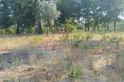 Helårsgrund i Mangualde, Viseu, Mangualde - € 67.500 | Ref: ZMPT580357 - foto 31