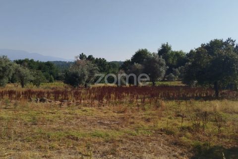 Helårsgrund i Mangualde, Viseu, Mangualde - € 67.500 | Ref: ZMPT580357 - foto 17