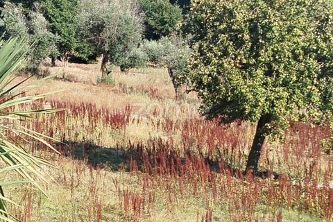 Helårsgrund i Mangualde, Viseu, Mangualde - € 67.500 | Ref: ZMPT580357 - foto 9