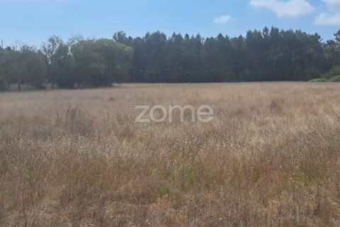 Helårsgrund i Cantanhede, Coimbra, Cantanhede - € 215.000 | Ref: ZMPT580346 - foto 8