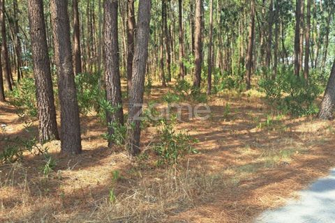 Helårsgrund i Cantanhede, Coimbra, Cantanhede - € 215.000 | Ref: ZMPT580346 - foto 18