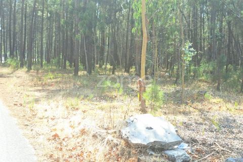 Helårsgrund i Cantanhede, Coimbra, Cantanhede - € 215.000 | Ref: ZMPT580346 - foto 19