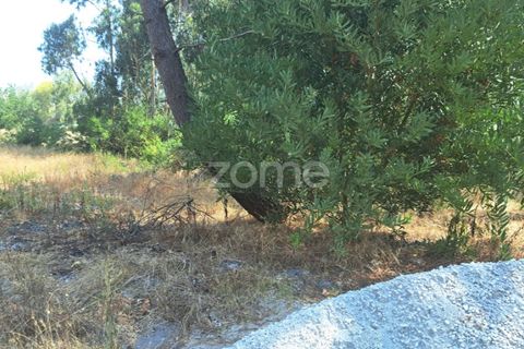 Helårsgrund i Cantanhede, Coimbra, Cantanhede - € 215.000 | Ref: ZMPT580346 - foto 20