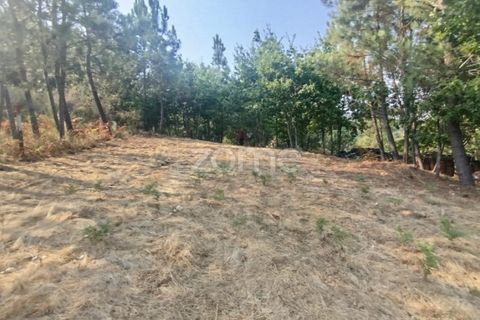 Helårsgrund i Mangualde, Viseu, Mangualde - € 18.500 | Ref: ZMPT580276 - foto 14