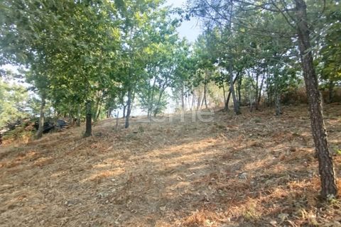 Helårsgrund i Mangualde, Viseu, Mangualde - € 18.500 | Ref: ZMPT580276 - foto 18