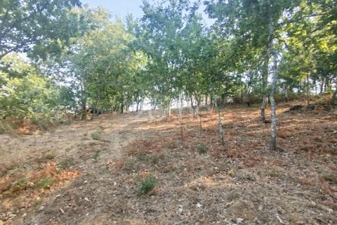 Helårsgrund i Mangualde, Viseu, Mangualde - € 18.500 | Ref: ZMPT580276 - foto 19