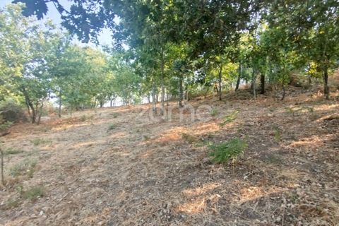Helårsgrund i Mangualde, Viseu, Mangualde - € 18.500 | Ref: ZMPT580276 - foto 20