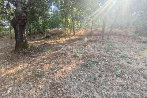 Helårsgrund i Mangualde, Viseu, Mangualde - € 18.500 | Ref: ZMPT580276 - foto 21