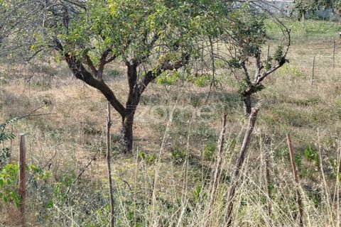 Helårsgrund i Mangualde, Viseu, Mangualde - € 18.500 | Ref: ZMPT580276 - foto 30