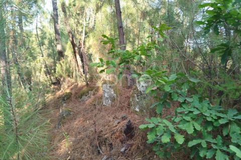 Helårsgrund i Mangualde, Viseu, Mangualde - € 33.500 | Ref: ZMPT580301 - foto 2