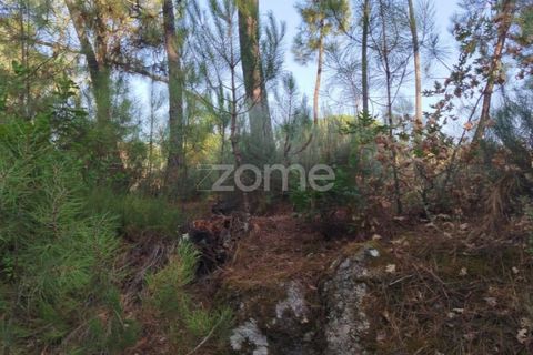 Helårsgrund i Mangualde, Viseu, Mangualde - € 33.500 | Ref: ZMPT580301 - foto 4