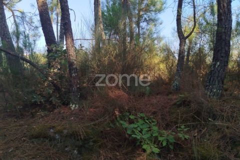 Helårsgrund i Mangualde, Viseu, Mangualde - € 33.500 | Ref: ZMPT580301 - foto 6